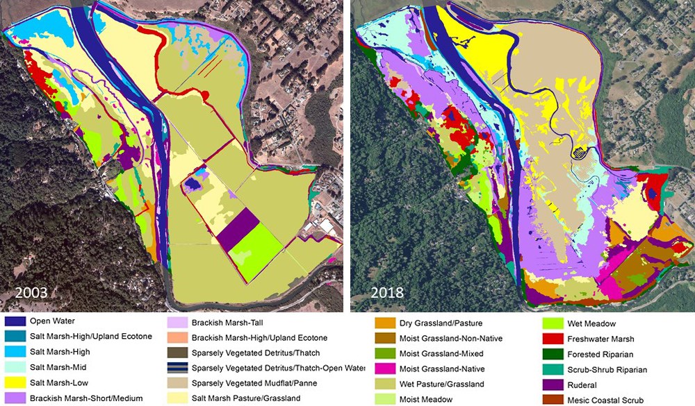 Giacomini wetlands vegetation maps Side-by-side vegetation maps of the Giacomini wetlands in 2003 (left) and 2018 (right) showing a greater diversity of vegetation types in 2018.