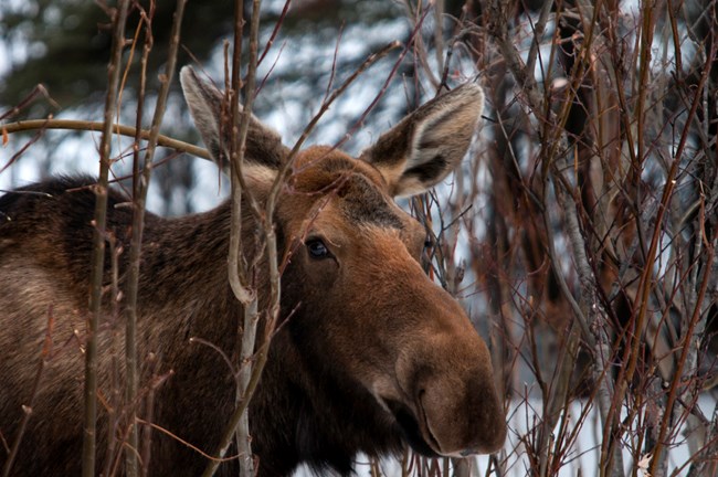 a closeup of a moose head