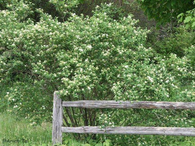 Flowering white plant next to fence