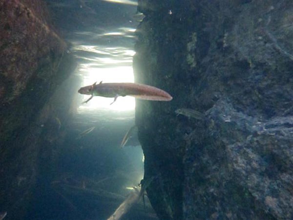 A juvenile salamander swims underwater between rocks.