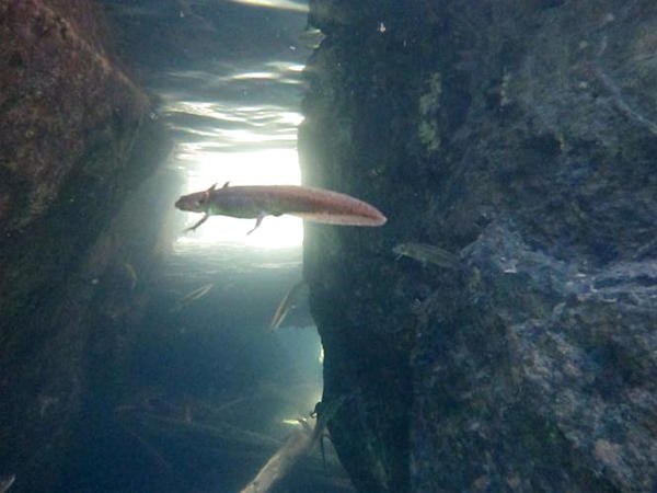 Northwest Salamander A juvenile salamander swims underwater between rocks.