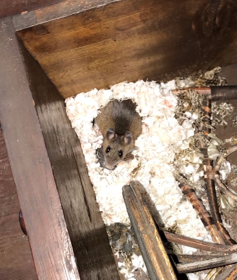 A mouse sitting in a nest in a drawer