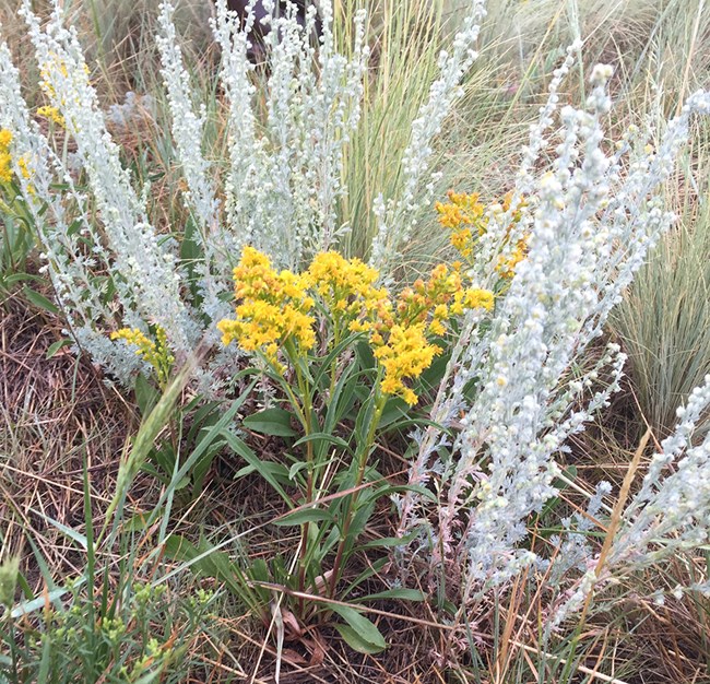 Mt. Albert goldenrod cluster of yellow flower heads on stems with oval green leaves with tall silver, sage-colored plant behind them