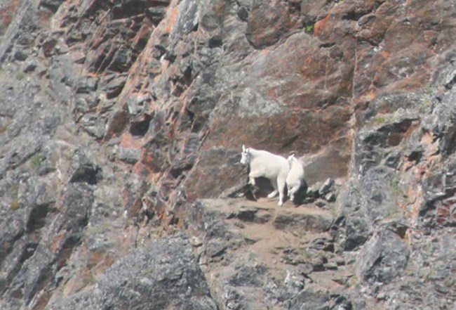 A nanny and kid mountain goat on a rocky slope.