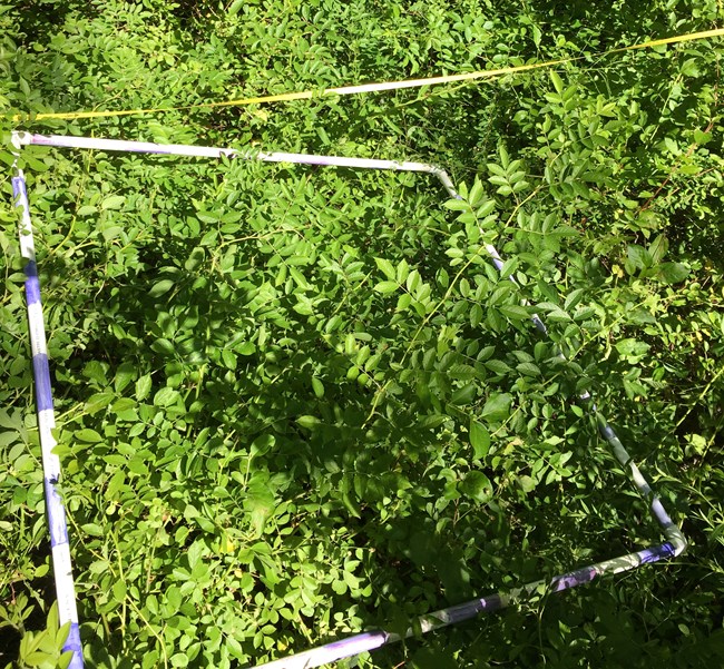 Multiflora rose Thicket of multiflora rose with a one meter quadrat and a measure tape sitting on top.