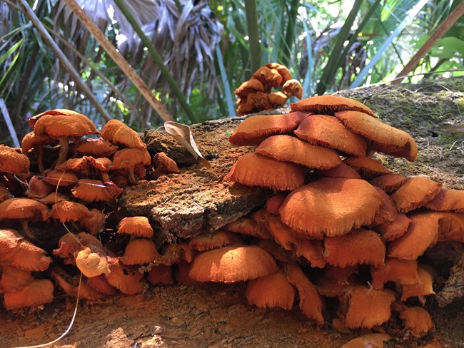 mushrooms