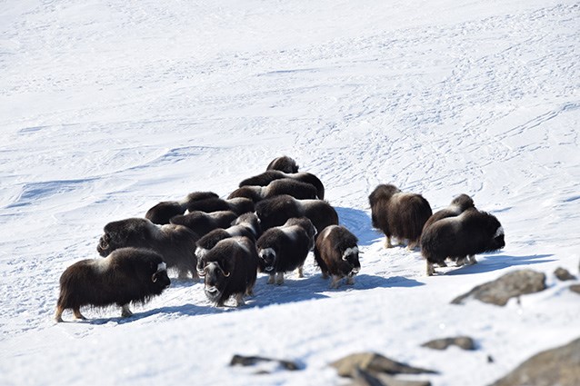 muskox herd aerial view of a small herd of muskoxen cows, yearlings and young bulls
