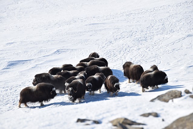 aerial view of a small herd of muskoxen cows, yearlings and young bulls