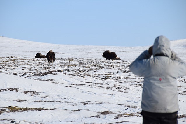 a person in a white parka looking at a small herd of muskox