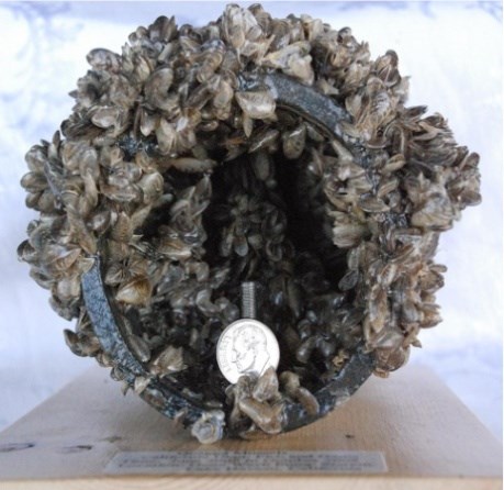 Plastic pipe recovered from infested waters, encrusted with quagga mussels Plastic pipe recovered from infested waters, encrusted with quagga mussels