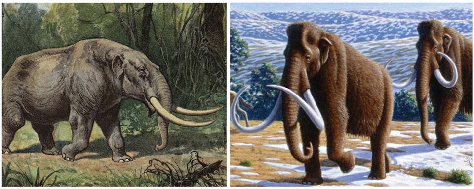 Side-by-side comparison of a mastodon and mammoth.
