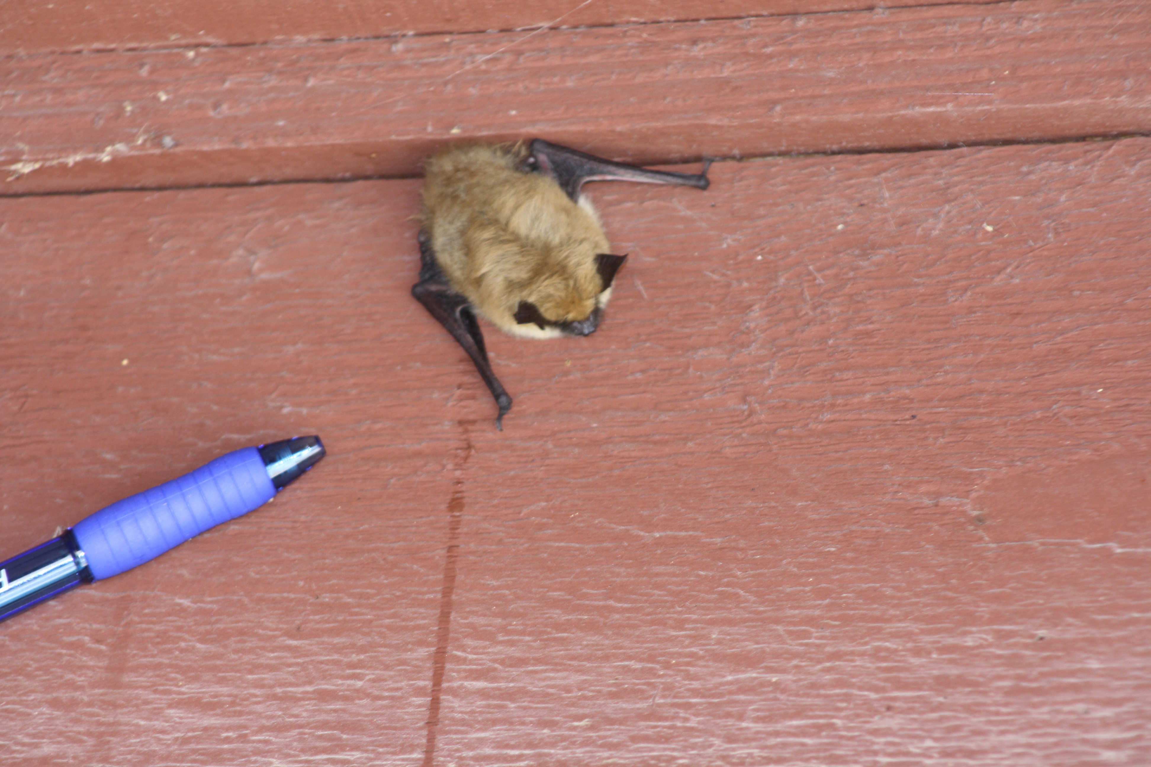 Draw A Bat U S National Park Service