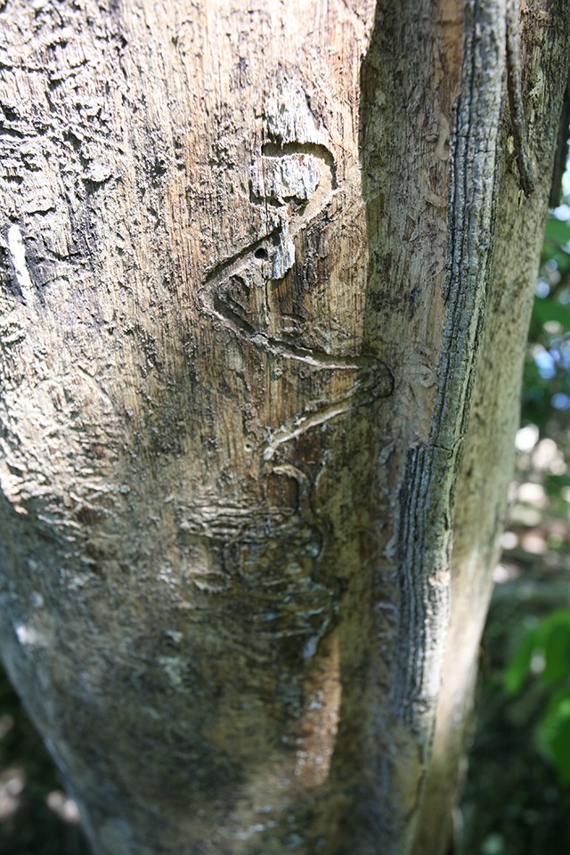 Squiggly marks left by emerald ash borer larvae under the bark of a dead tree.
