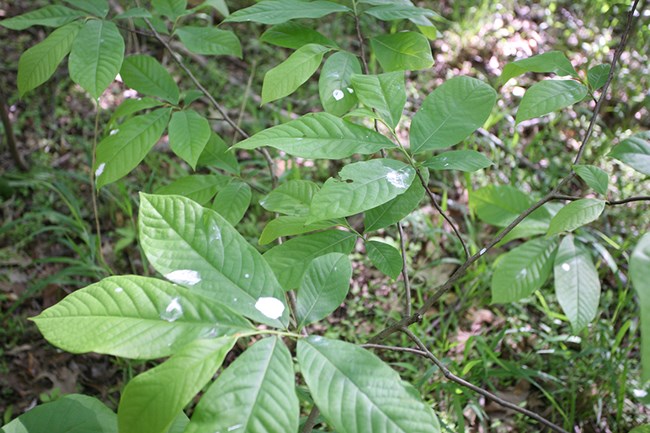 Signs of Eagle Nest Above White splatters on low green leaves