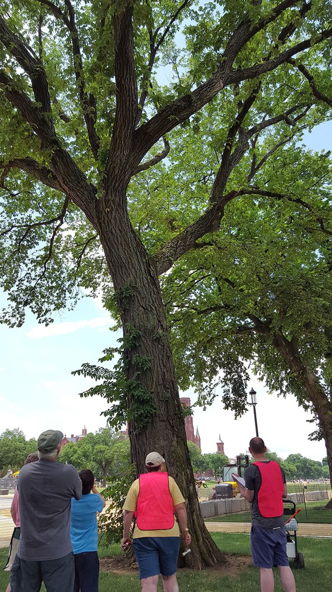 Tree experts assess an American elm on the National Mall.