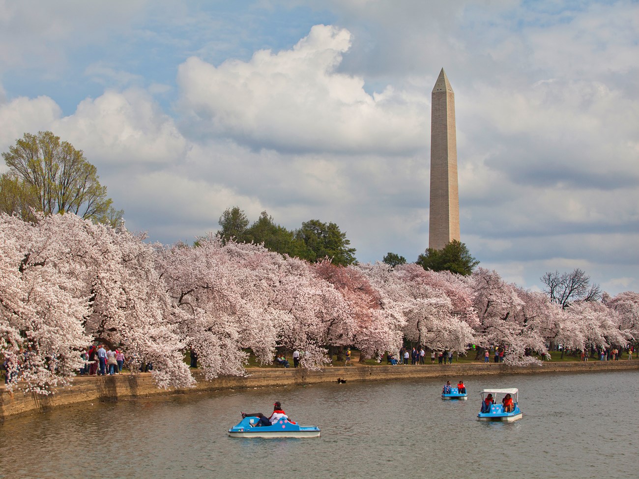 Cherry trees blooming in front of the Washington Monument