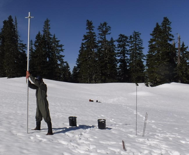 A person stands in a snow field in a dark green jumpsuit holding a long pole to collect snow cores. The sky is blue and there are tall coniferous trees in the background.