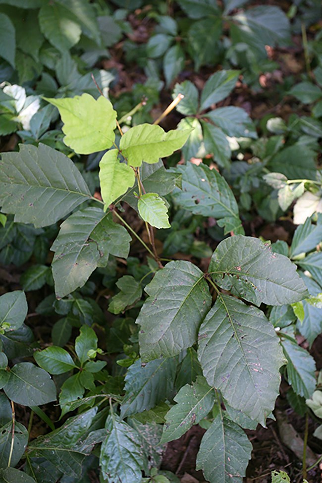 Looking down onto trios of green poison ivy leaves