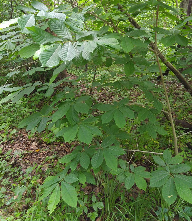 Broad green leaves of a pawpaw tree