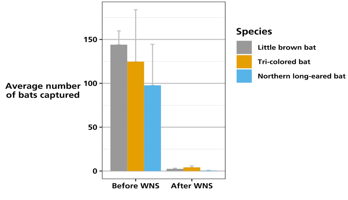 Bat Population Monitoring at New River National River (U.S