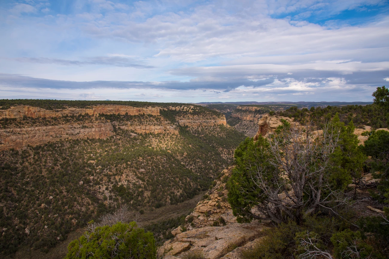 Navajo Canyon A rocky canyon under a blue sky. One side of the canyon appears to have more trees than the other, and mountain tops are flat.