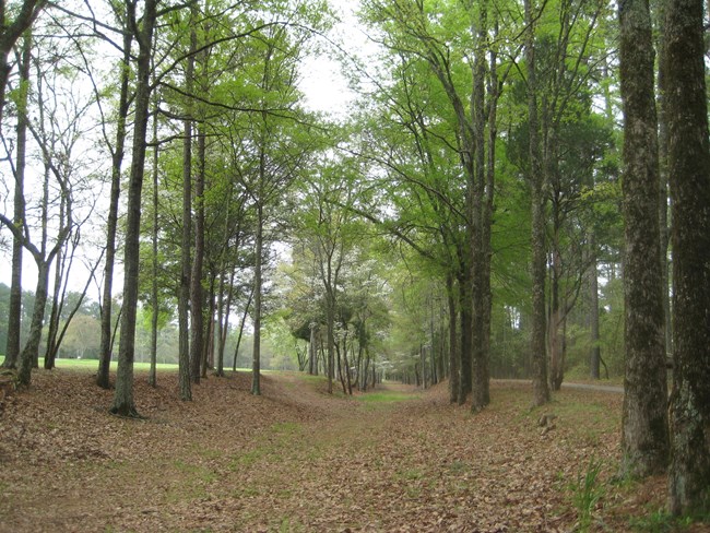 sunken road through forest