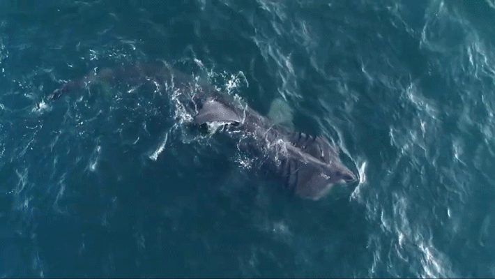 View from above of a basking shark swimming just below the ocean surface.
