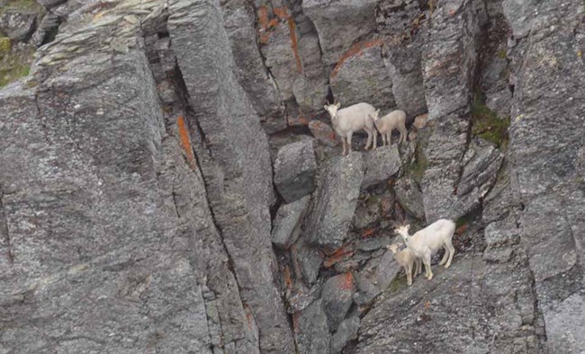 NOAT_EwesLambs_MarciJohnson_web Dall sheep ewes and lambs on rocky cliffs of Noatak National Preserve.