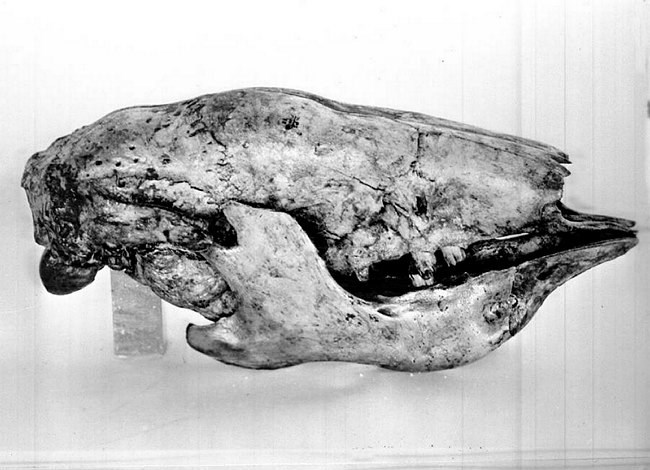 skull fossil