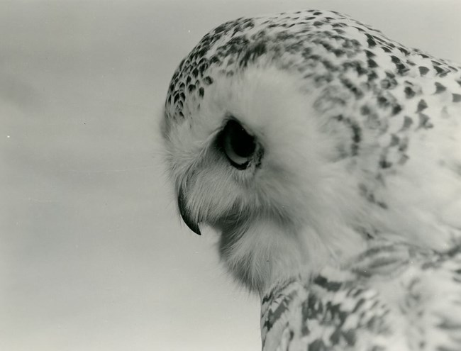 Profile view of head of Snowy Owl