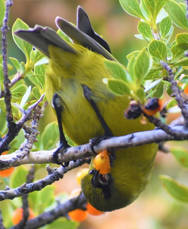An Amakihi takes a bit out of a pilo berry in Haleakala National Park A bright yellow bird takes a bit out of a pilo berry in Haleakala National Park.