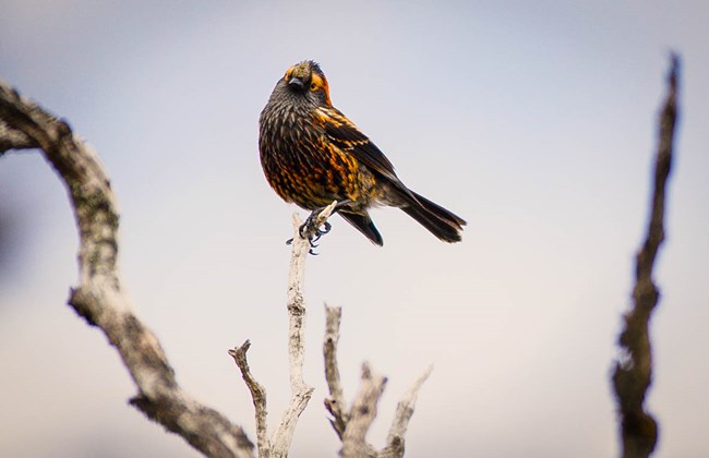 A rare image of an 'Ākohekohe A black and yellow speckled bird on a branch