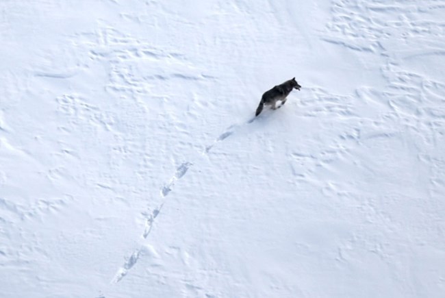 An aerial view of a single wolf walking in the snow.