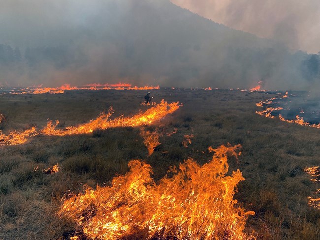 A firefighter walks across a burning meadow holding a driptorch.