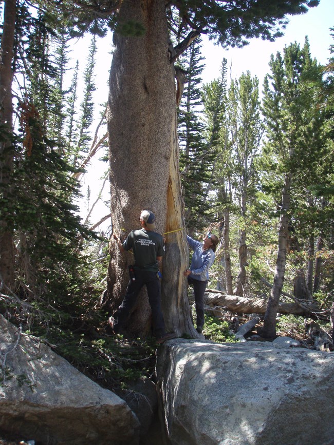 scientists measure a whitebark pine tree's girth