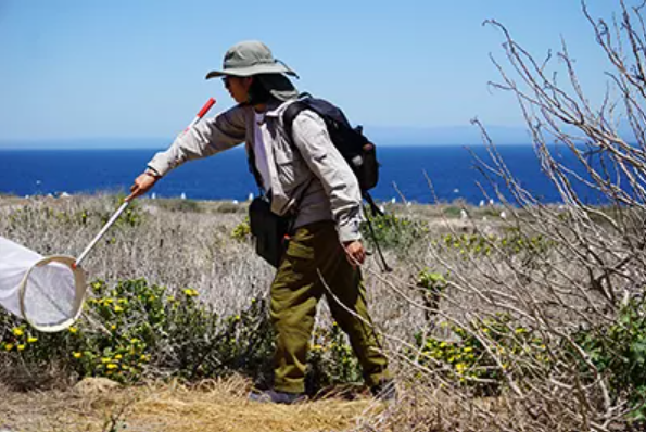 Magda sweeps for bees on Anacapa Island. A girl wearing field clothes and a bucket hat carries a butterfly net and a backpack while she completed surveys along the grassy ecosystem in Channel Islands National Park.