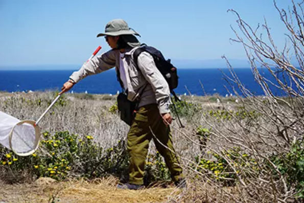 Magda sweeps for bees on Anacapa Island. A girl wearing field clothes and a bucket hat carries a butterfly net and a backpack while she completed surveys along the grassy ecosystem in Channel Islands National Park.