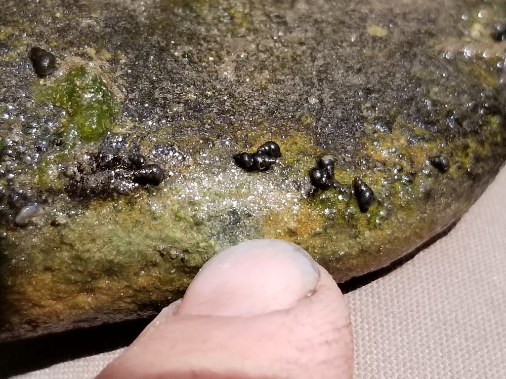 Invasive New Zealand mudsnails Fingertip points to a cluster of tiny snails on a rock