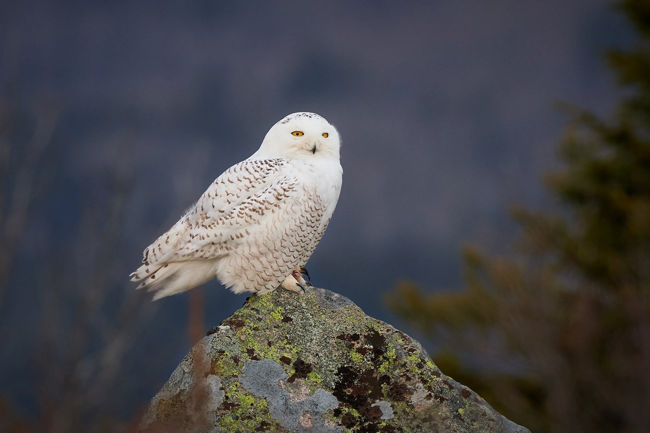 Photo of Snowy Owl by Nathaniel Child Snowy owl perched on a rock