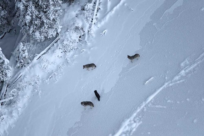 Aerial view of four wolves in the snow.