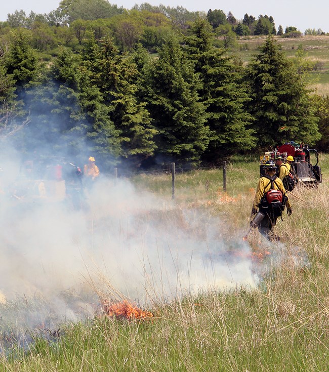 Prescribed fire in the prairie Prairie plants on fire with firefighters on the perimeter holding drip torches.