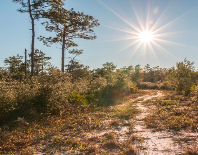 A white sand trail cuts through green plants and trees. Bright sun in blue sky.