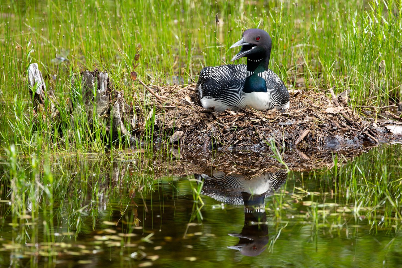 Nesting Loon Nesting loon
