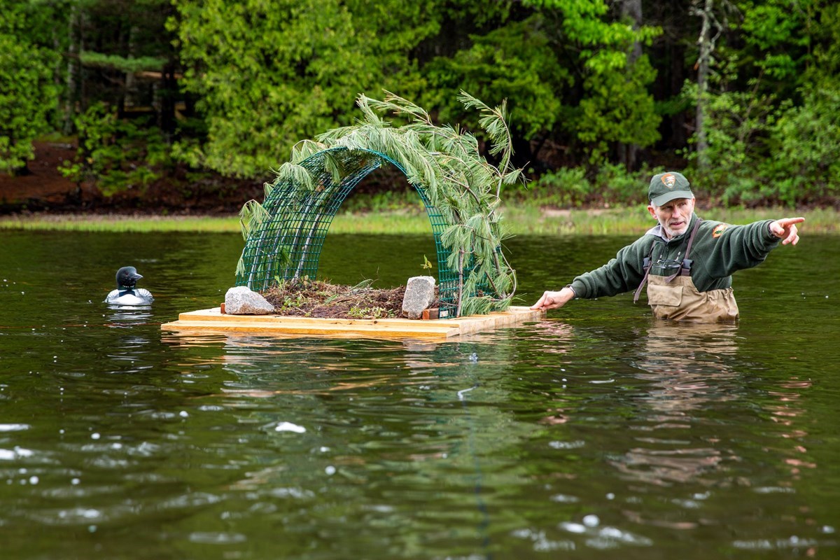 Park researcher and loon with nesting raft