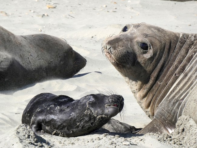New seal pup A female seal next to her black pup.