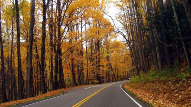 Fall colors at Newfound Gap Road, Great Smoky Mountains.