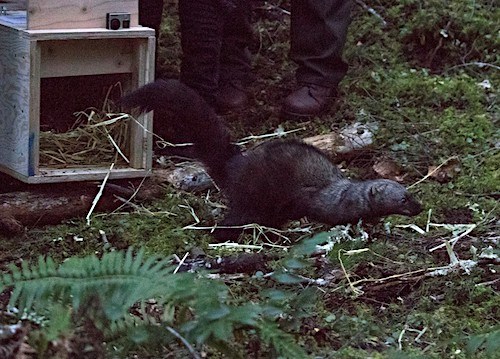 North Cascades fisher release. A weasel-like animal leaps out of a wooden crate.