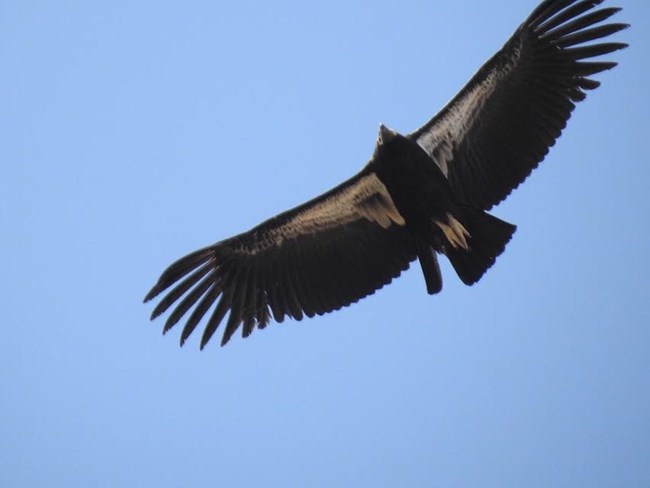 An untagged condor chick flies high.