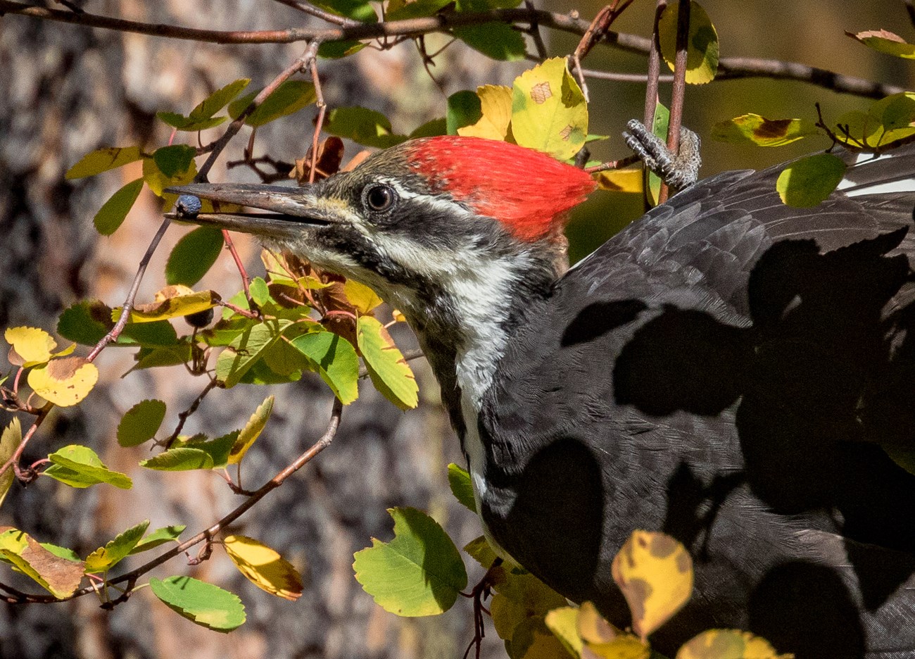Face and front of a woodpecker, with a black body, red pointed crest, brown forehead, white cheek stripes, and a small blue berry in its beak. Photo credit, copyright Nick Viani.