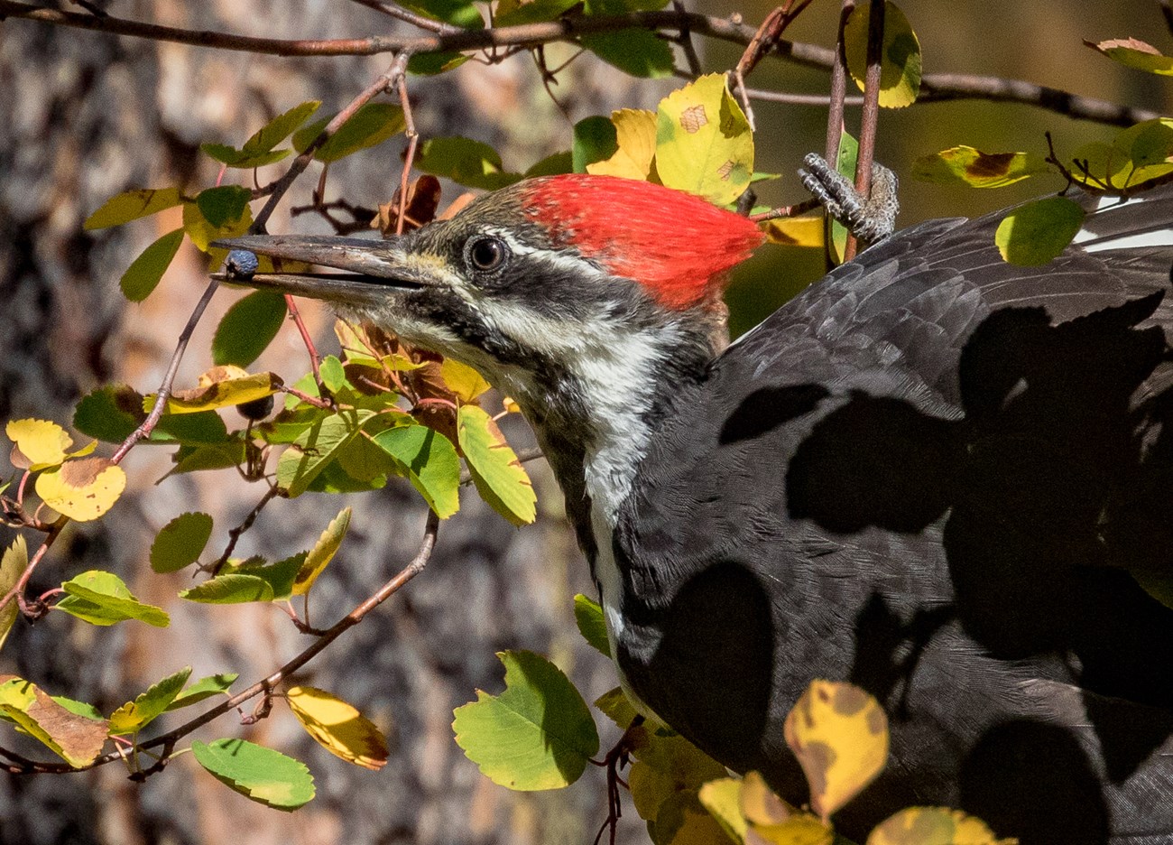 female pileated woodpecker Face and front of a woodpecker, with a black body, red pointed crest, brown forehead, white cheek stripes, and a small blue berry in its beak. Photo credit, copyright Nick Viani.